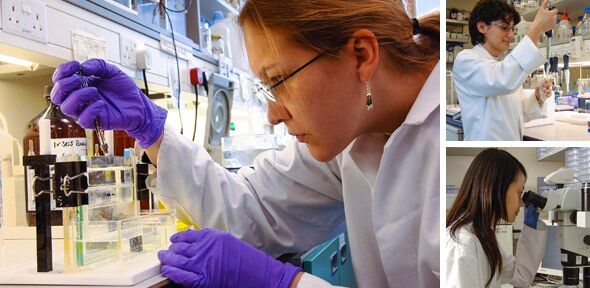 SBS students Life Sciences students at work in the Lab